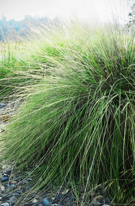 deer grass