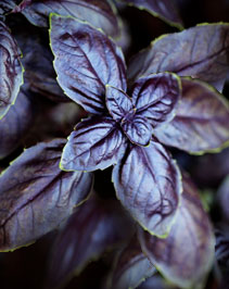 red rubin basil