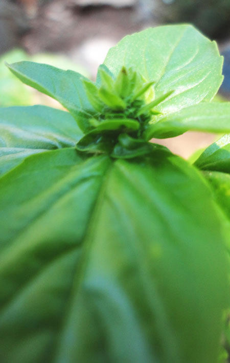 sweet basil