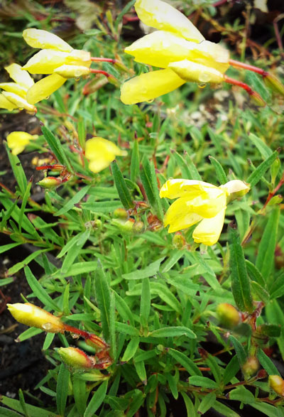 evening primrose