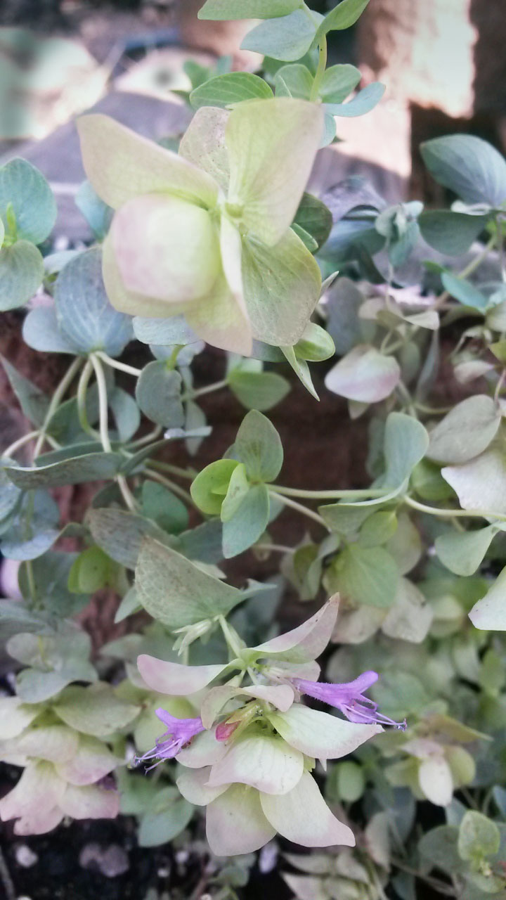 hopley's purple ornamental oregano