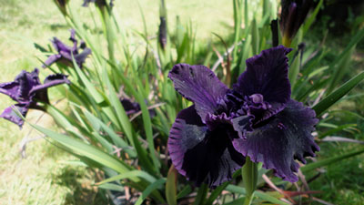 Pacific Coast Iris