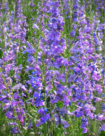 Rocky Mountain Penstemon