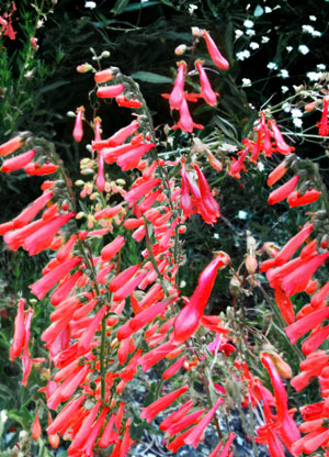 firecracker penstemon