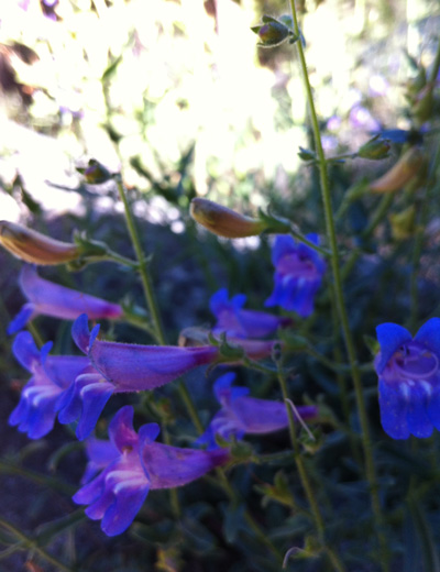 Gay Penstemon