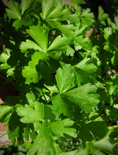 flat leaf Italian parsley