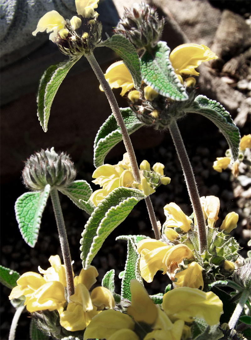 Jerusalem Sage