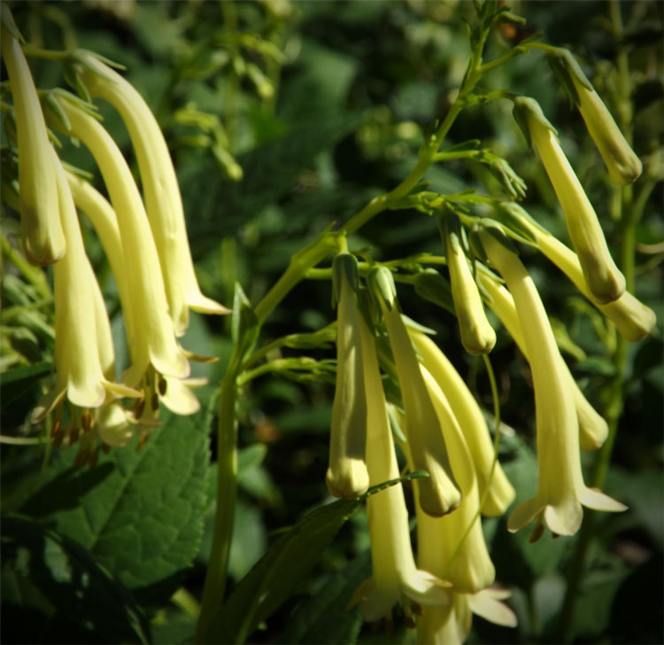 yellow trumpet cape fuchsia