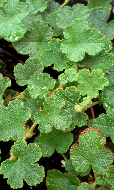 creeping bramble