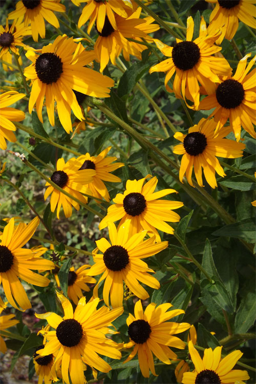 goldsturm black eyed susan