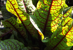 red veined sorrel