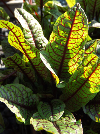 red vein sorrel