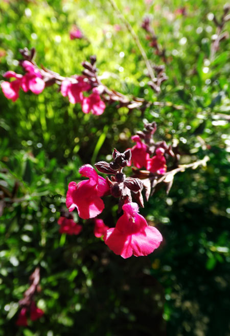 Pink Autumn Sage