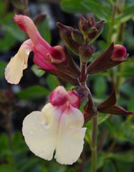 Sierra de San Antonio Sage Sage