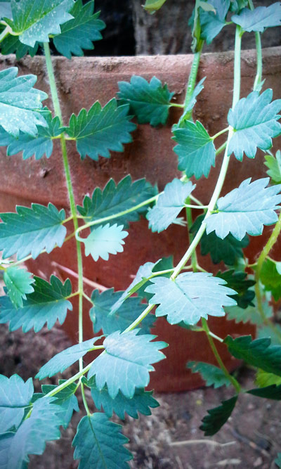 Salad Burnet