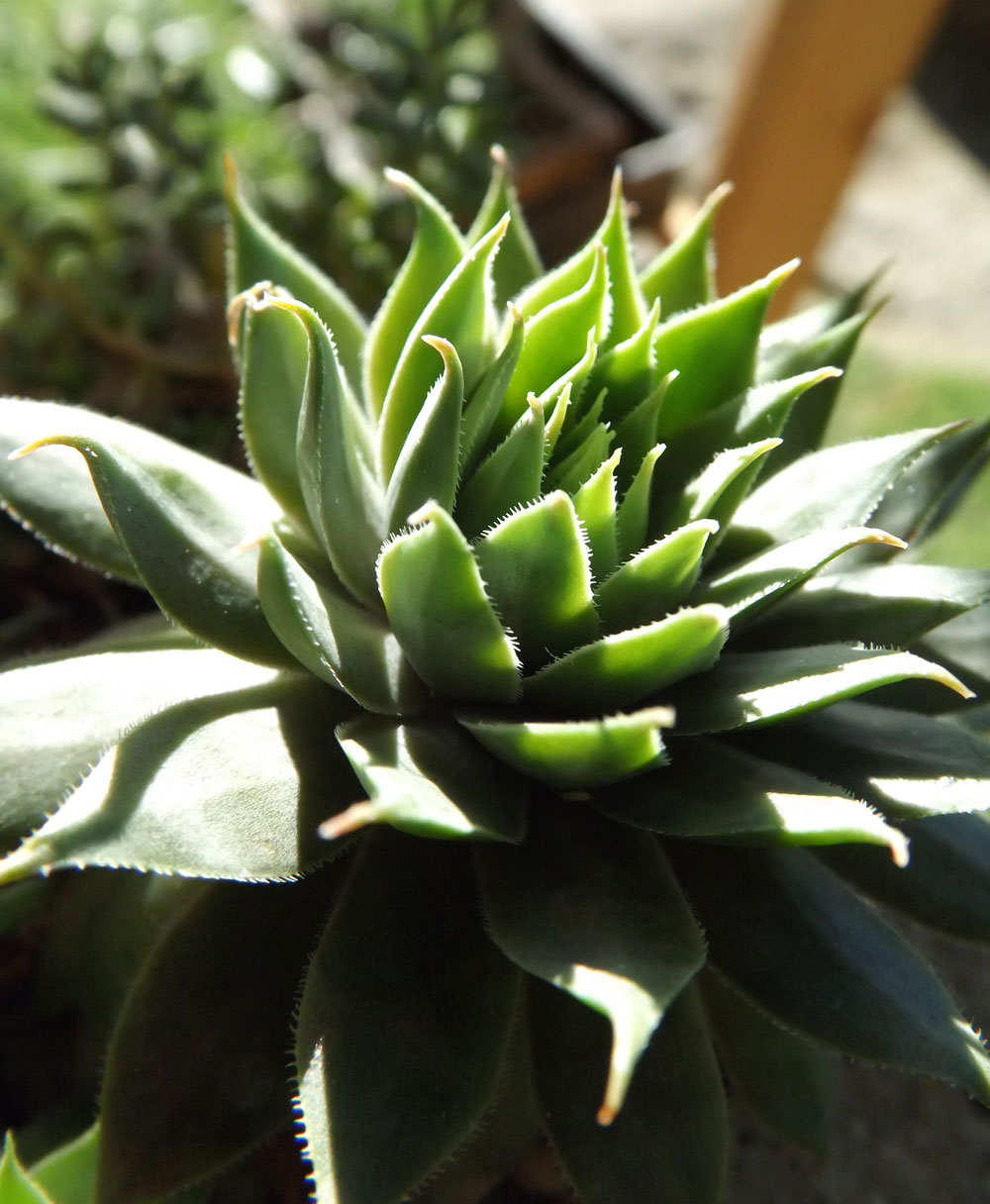 Hens and Chicks