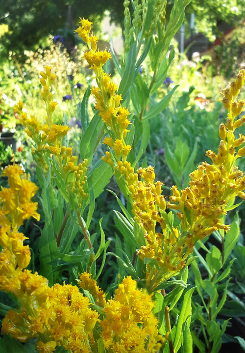 canada goldenrod