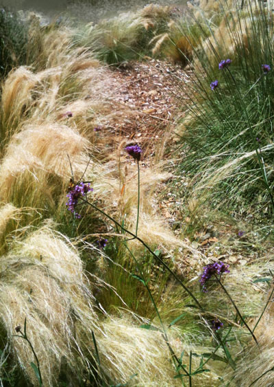 Mexican Feather Grass