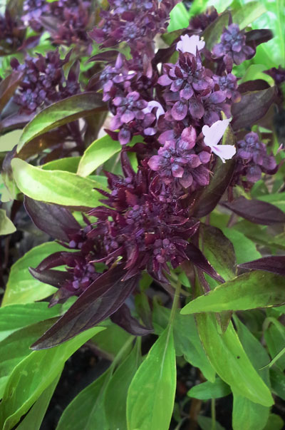 thai basil