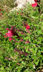 Red Autumn Sage