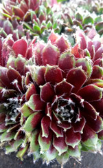 Jade Rose Hens and Chicks