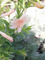 Solidarity Pink California Fuchsia