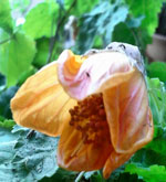 La vie en Rose Flowering Maple