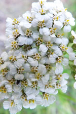 common yarrow