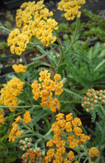 terra cotta yarrow