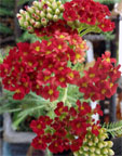 red velvet yarrow