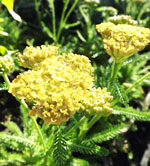 SUnny Seduction Yarrow