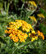 Terra Cotta Yarrow