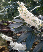 California Buckeye