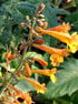 Apricot Sunrise Anise Hyssop