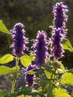 golden jubilee anise hyssop