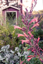 Sunset Hyssop