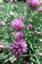 giant garden chives