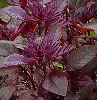 Red Leaf Amaranth