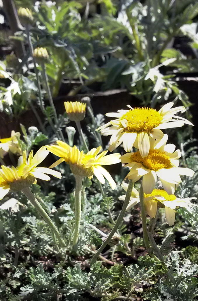 Susanna Mitchell Dyer's Chamomile