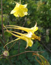 Golden Spur Columbine