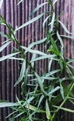 French Tarragon