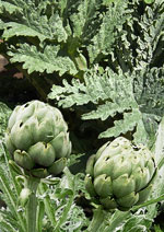 Green Globe Artichoke