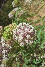 Narrow leaf milkweed