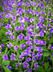 false indigo