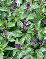 cinnamon basil