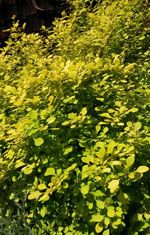 Golden Barberry