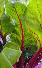 Burgundy Swiss Chard