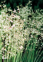 Quaking Grass