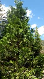 Incense Cedar