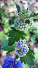 Autumn Blue Spirea